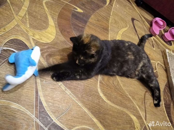 Стерилизованная кошечка 6 месяцев