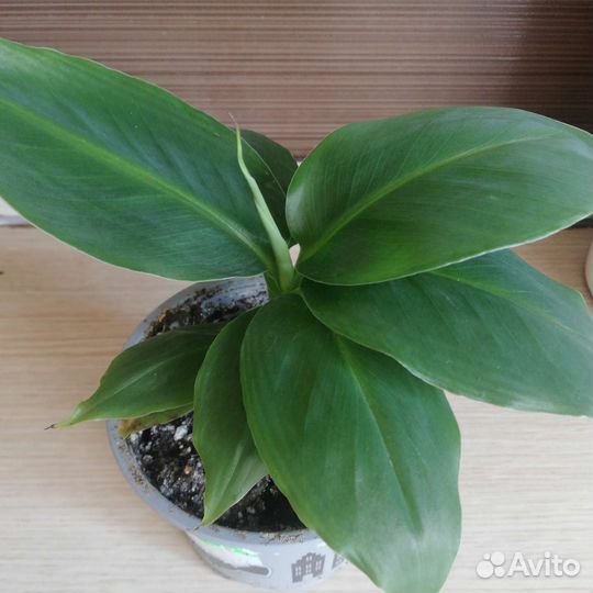 Цветы для дома