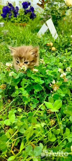 Котята в добрые руки бесплатно