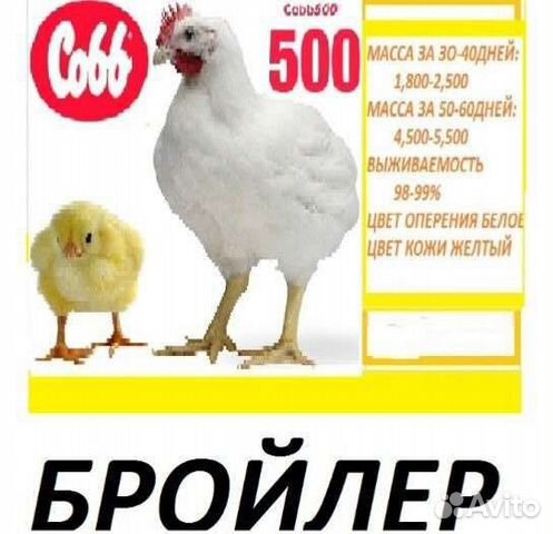 Цыплята Кобб импорт объявление продам