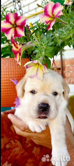 Щенки лабрадора