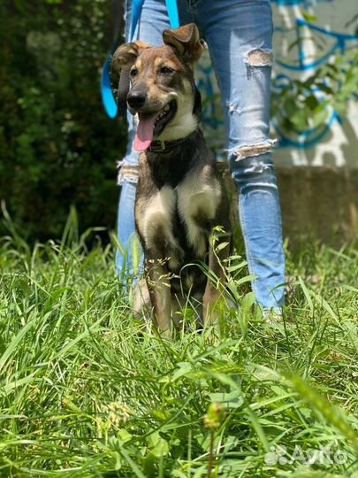 Собака в добрые руки