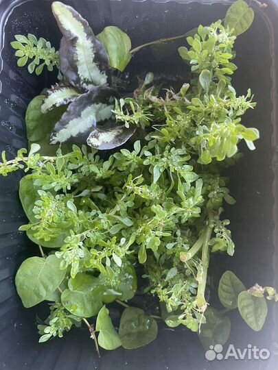 Растения для террариума