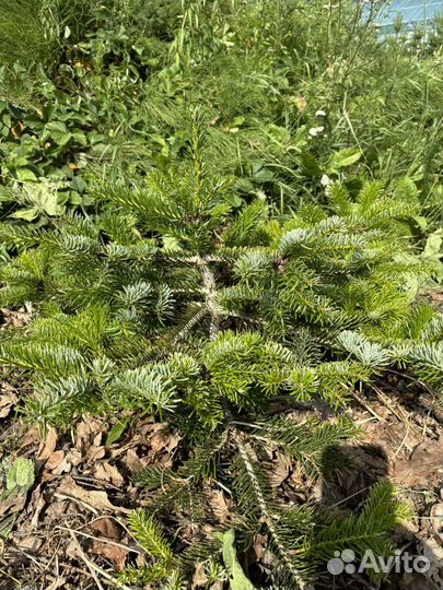 Пихта Abies 50 см Нидерландская