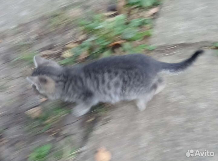 Котенок, мальчик