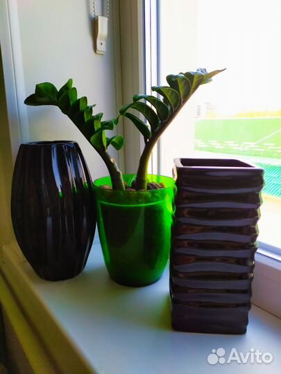 Замиокулькас,Фикус Бенджамин