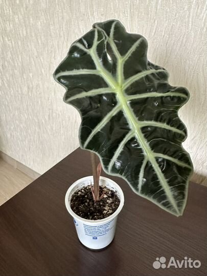 Алоказия Полли, Принцесса Юкатан