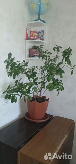 Фикус Бенджамина