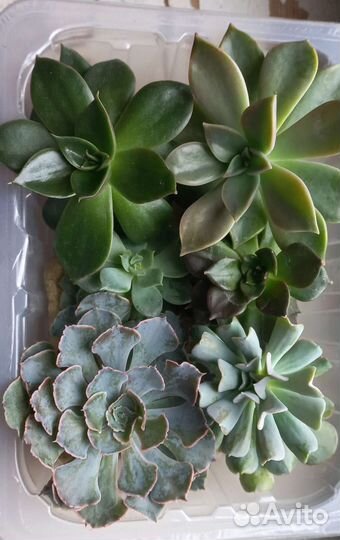 Редкие эхеверии