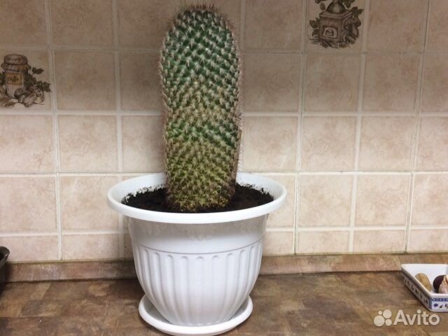 Кактус большой