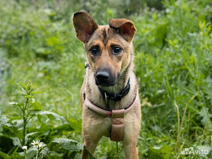 Слепая собачка из приюта верит в чудо