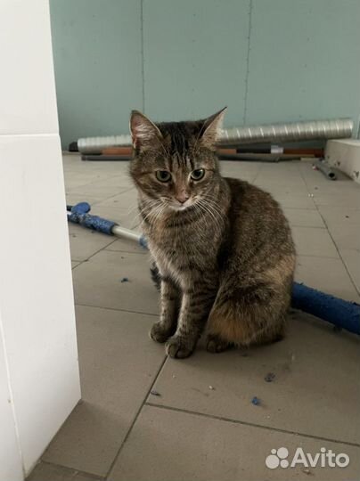 Кошечка в добрые руки