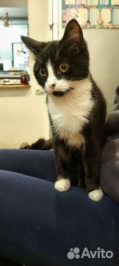 Кошка в добрые руки