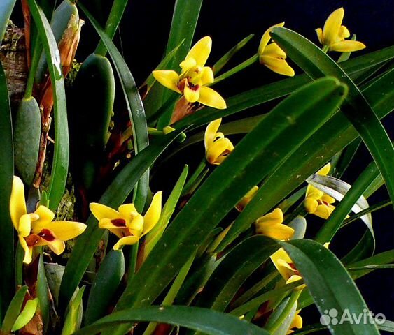 Максиллярия орхидея фото Орхидея Maxillaria variabilis купить в Набережных Челнах Товары для дома и дачи 
