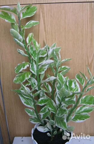 Педилантус