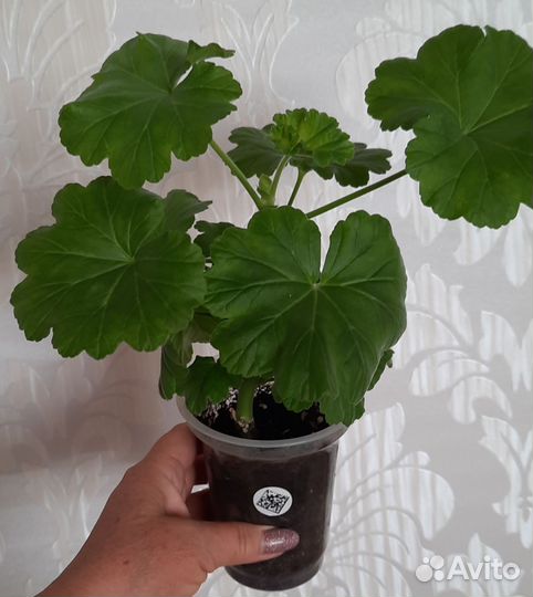 Пеларгония герань