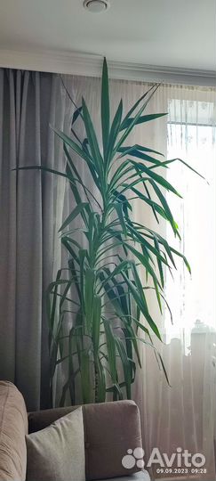 Пальма юкка