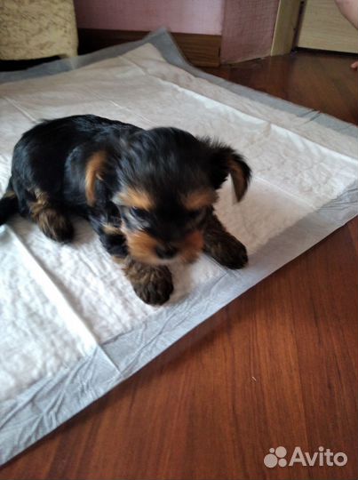 Йоркширский терьер щенки
