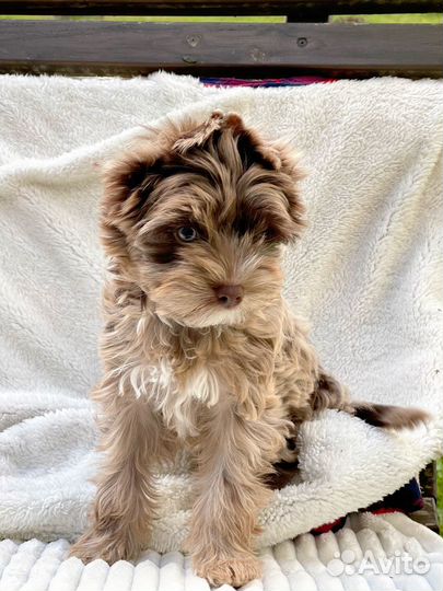 Йоркширский терьер