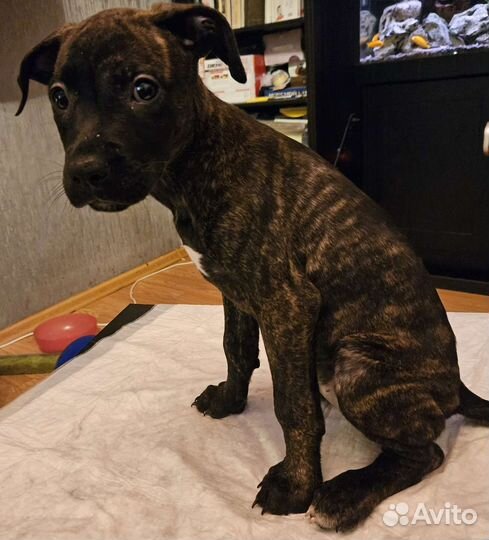 Американский питбультерьер, девочка