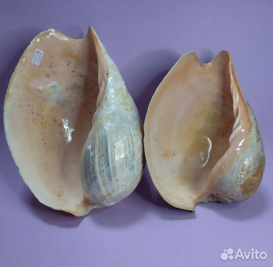 Морские ракушки и раковины