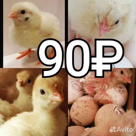 Цыпленок бройлера