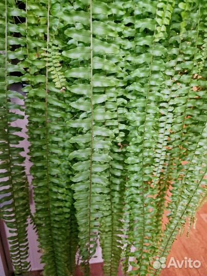 Комнатные растения цветы большие