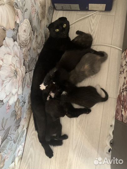 Котята отдам бесплатно