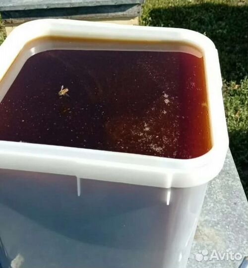 Мёд/мед/дягель