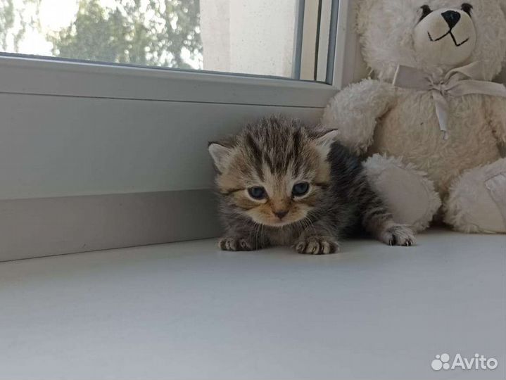 Шотландская