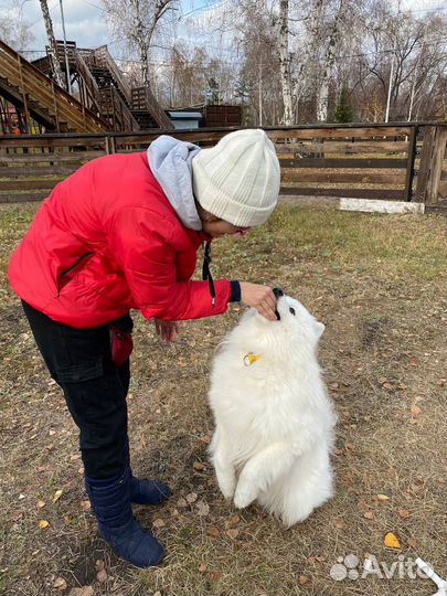 Кинолог.Дрессировка собак