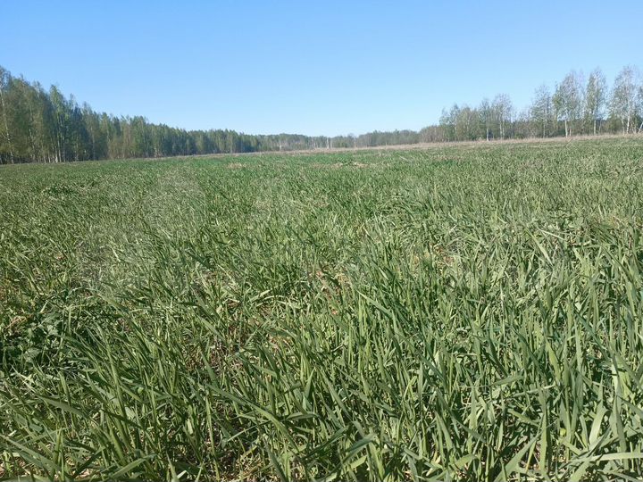 Участок 123 га (СНТ, ДНП)