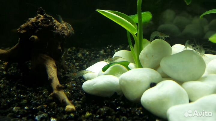 Креветки Амано,Фильтратор (банановый)