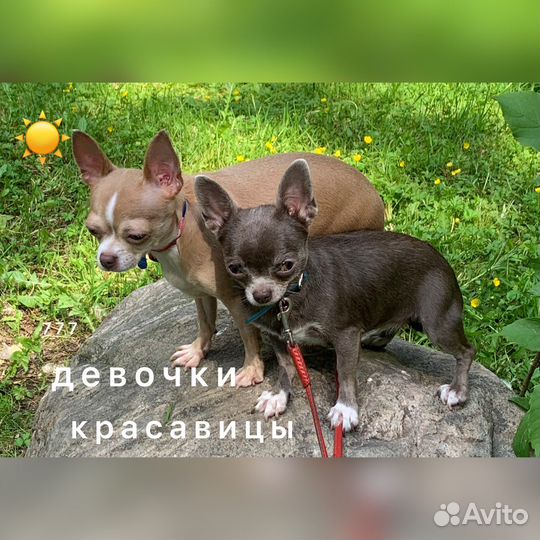 Выращенные девочки и мальчики. Москва