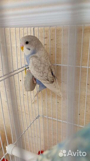 Говорящий попугай