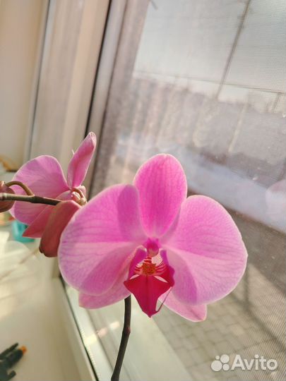 Орхидея фаленопсис