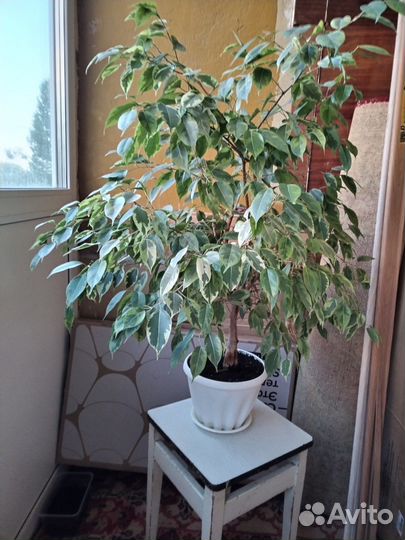 Бенджамина пестролистный