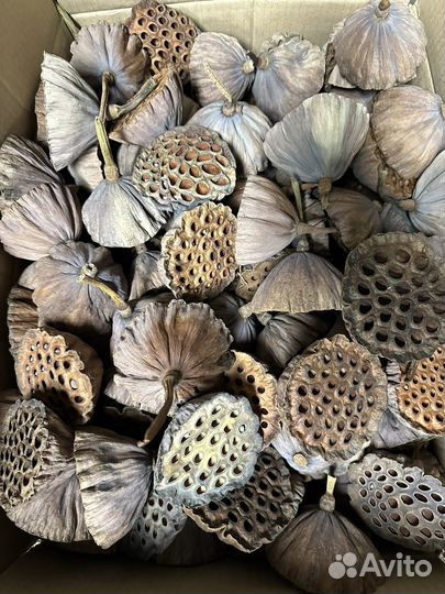 Коробочки лотоса