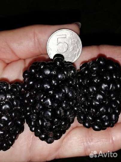 Саженцы ежевики