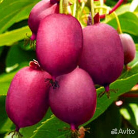 Актинидия Кенс Ред