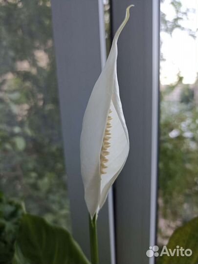 Спатифиллум