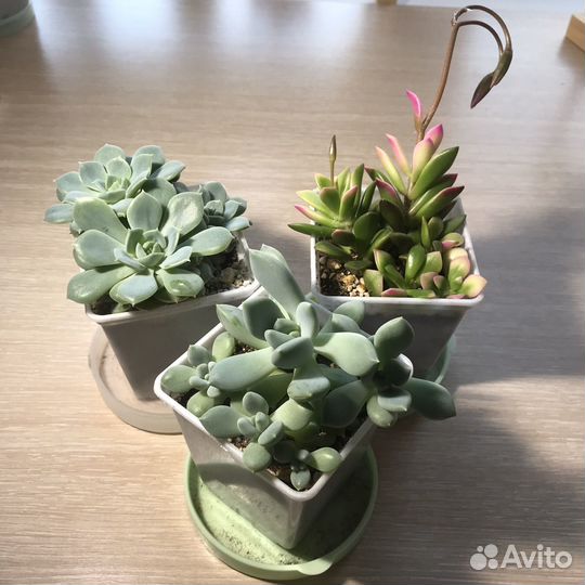 Суккуленты