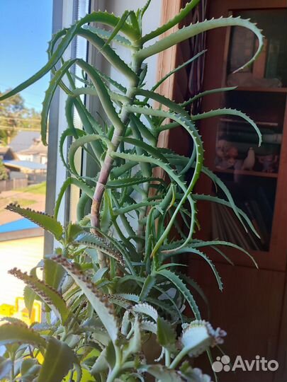 Алое лечебный