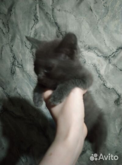 Кошка