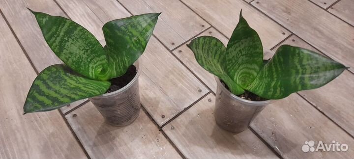 Домашние цветы