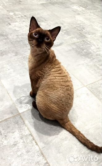 Девон-рекс вязка