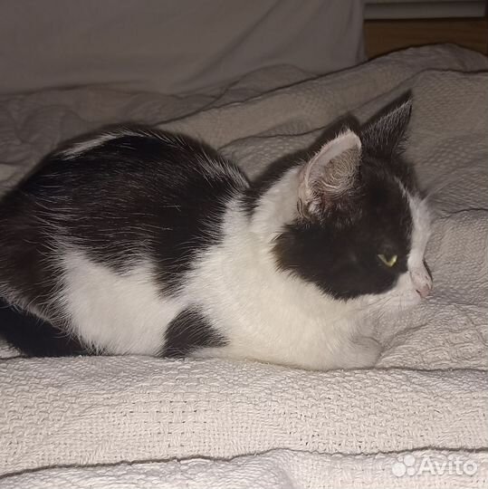 Кошечка в добрые руки