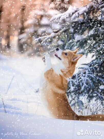 Собака корги для фотосессий модель