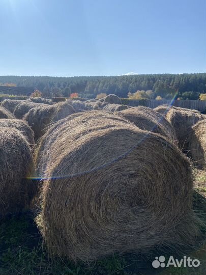 Сено в рулонах