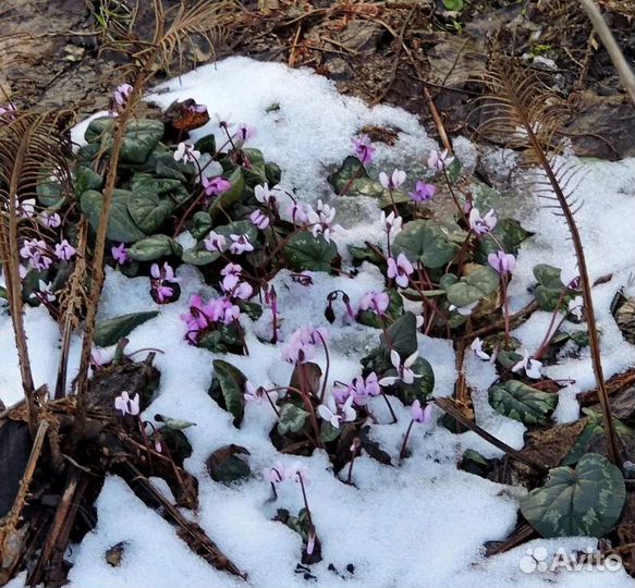 Цикламены цветущие клубни